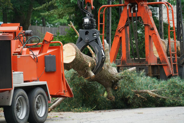 Tree and Shrub Care in Princeton, TX